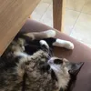 Danny Haase - @danny.haase - TikTok