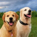 🐾🐾 𝓓𝓪𝓷𝓷𝔂 𝓪𝓷𝓭 𝓗𝓪𝓻𝓵𝓮𝔂 🐾🐾 - @danny.and.harley - Instagram