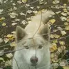 Denny Hird - @denny.hird - TikTok