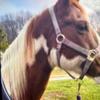 Danny Holifield - @danny.holifield4 - TikTok