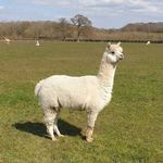 Alpacas of Hurstpierpoint - @danny_house_alpacas - Instagram