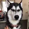 Daniel Hsiao - @2155425448 - TikTok