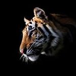 Danny Jiang - @jiangshudanny - Instagram