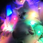 Денни - @dannyjostar - Instagram