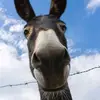 dannymai777 - @dannymai777 - TikTok