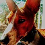 Danny malone - @dannymalone5828 - Instagram