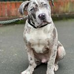 Danny Markham - @tyrone_the_xlbully - Instagram