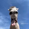 كتامناانهل - @dannymarvin6 - TikTok