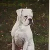 dannymassey40 - @dannymassey40 - TikTok