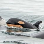 Danny McClain - @savecetaceansnow - Instagram