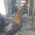 Danny montes - Facebook