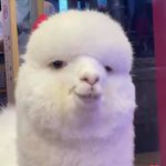 Danny Olson - @dannyolson4254 - Instagram