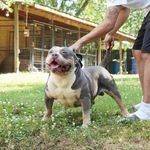 Danny Pace - @flyykennels256 - Instagram