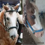 Danny and Patchy - @danny.patchy.equine - Instagram