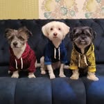 Danny & Patrick & Nilia - @_mix_family_ - Instagram