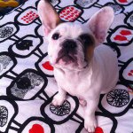 Danny Peel - @gizmo_frenchie - Instagram