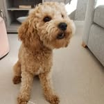 Danny Reeves - @teddy.the.curly.cavapoochon - Instagram