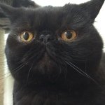 Danny Ring - @gypsydacat - Instagram