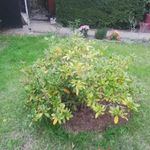 Danny Ringo - @dannyringo40 - Instagram