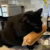 Danny Ringo - @danny.ringo0 - TikTok