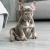 Danny Ritz Frenchiebulldog - @danny.ritz.french - TikTok