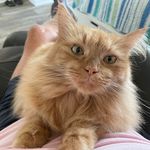 Danny Romine - @dannyromine - Instagram