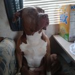 Danny Roseman - @dannyroseman776 - Instagram