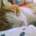 Danny Sama - @dannysama751 - Instagram