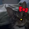😾😾😾😾 - @danny.sauceda0 - TikTok