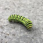Danny Schaefer - @danny.schaefer2007 - Instagram