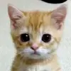 SmallDannyLol - @small_dannylol - TikTok