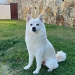 Danny - @danny_spitzpomerian - Instagram