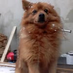 Danny - @dannygermanspitz - Instagram