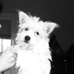 Danny the spitz - @danny.delasa - Instagram