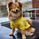 𝐷❤️𝑎❤️𝑛❤️𝑛❤️𝑦 - @pomeranian_spitz_danny - Instagram