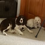 Danny And Scarlet - @poodle.danny_springer.scarlet - Instagram