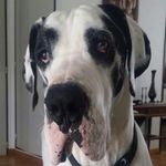 Danny Steinberg - @danielroysteinberg - Instagram