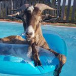 Danny Stokes - @swimming_goat - Instagram