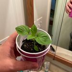 Danny Strain - @garden_1107 - Instagram