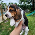 Danny Viera - @basset_hound_florida - Instagram