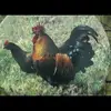 dannywestfall7 - @dannywestfall7 - TikTok
