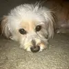 Danny boy Whitaker - @dannymommysboy - TikTok