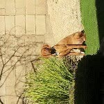 dante beckham - @dante_the_dog - Instagram