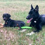 Capone and Dante - @capone_and_dante - Instagram