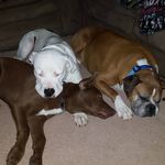 Dante, Bowser, Cujo, Capone - @_.doggys._ - Instagram