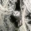 Dillon Jr - @dillon.jr.or.dante - TikTok