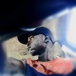Dante Gilbert - Facebook