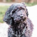 Dante - @goodeboydante - Instagram