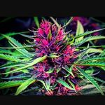 Dante gooden - @goodendante - Instagram