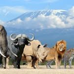 Dante hunter - @ally_ally_safaris - Instagram